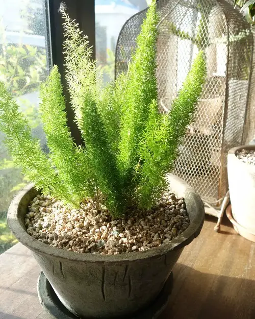 Asparagus densiflorus edible fern 
