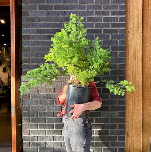 Asparagus Fern like plants 3