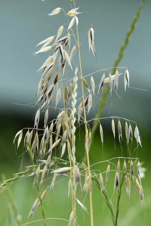 Wild Oats Weeds that Look Like Wheat