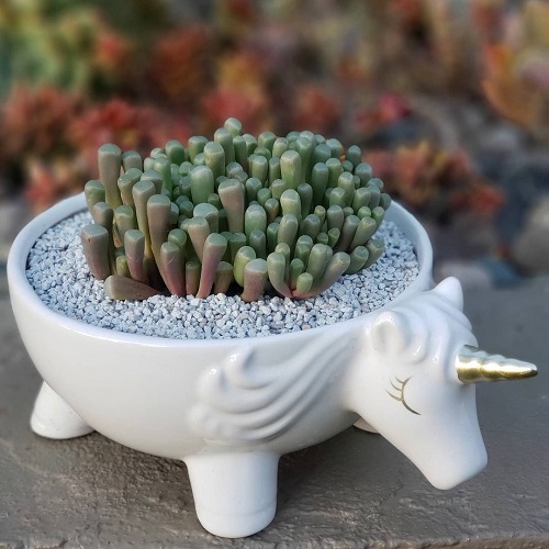 baby toes tiny succulent