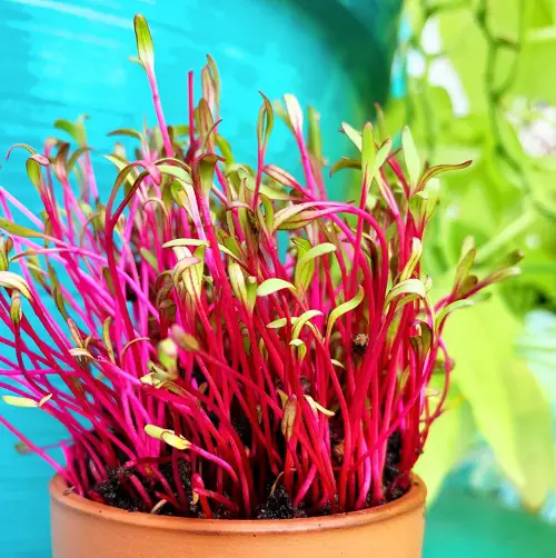 Beet Microgreens Ready for Harvest within Weeks