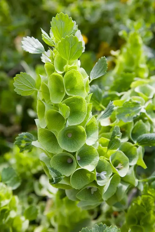 Bells of Ireland emerland flower