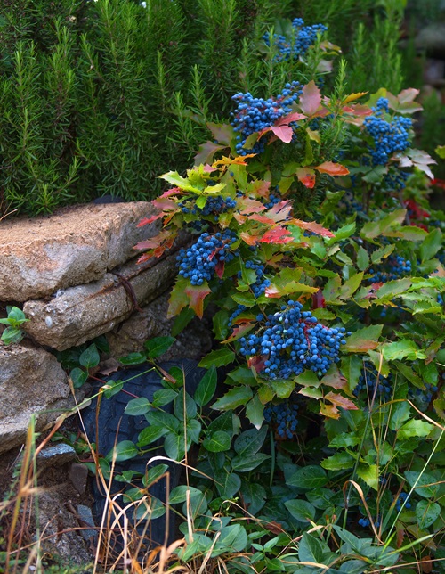 Oregon Grape in garden