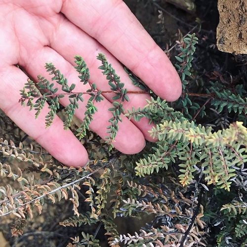 Drought Tolerant Ferns in garden