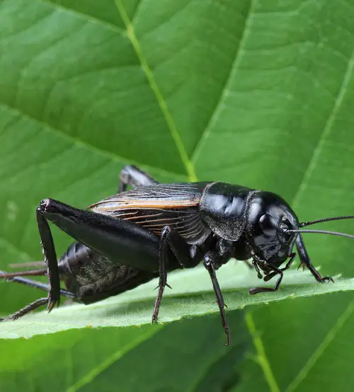 Crickets 2