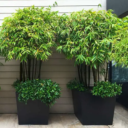 Black Bamboo with 8 leaf