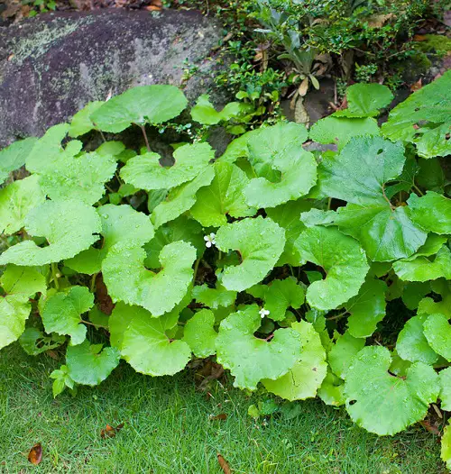 the Bog rhubard plants that resemble rhubarb