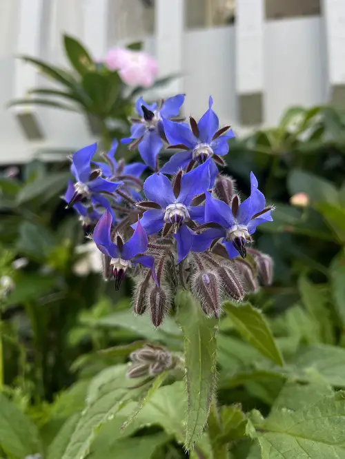 Edible blooms