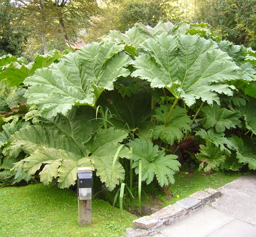 top Plants That Remind Me of Rhubarb