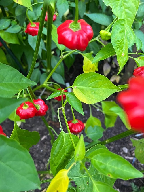 Brazilian Starfish Peppers Grow Upward
