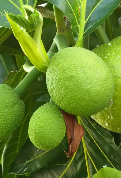 Breadfruit asian fruit