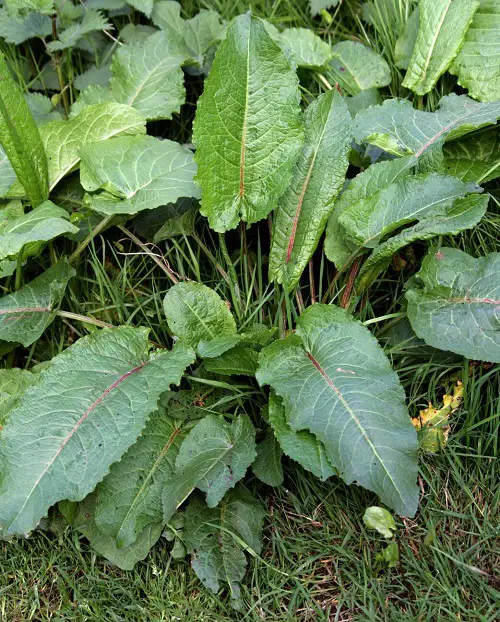 Broad-Leaved Dock like rhuberb