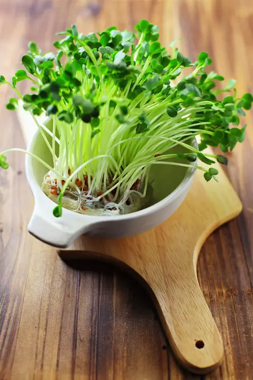 Broccoli Microgreens Ready for Harvest within Weeks