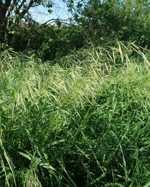 Bromus biebersteinii looks like wheat