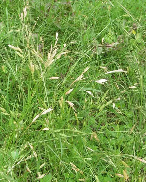 Rescuegrass Weeds that Look Like Wheat