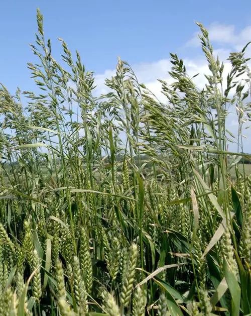 Hairy Brome Grass Weeds that Look Like Wheat