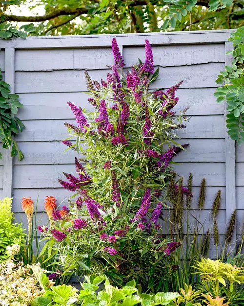 Butterfly bush plant Grow From Softwood Cuttings 87