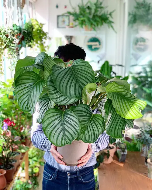 calanthea plant for Gifting