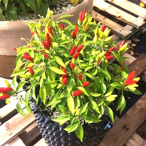 candlelights Peppers That Grow Upwards