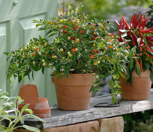 capsicum eximum Peppers That Grow Upwards