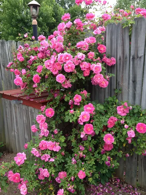 Shrubs That Bloom All Summer 1