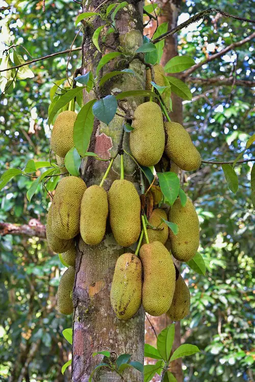 Cempedak asian fruit