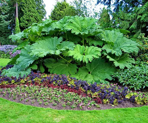 Plants That Remind Me of Rhubarb 1