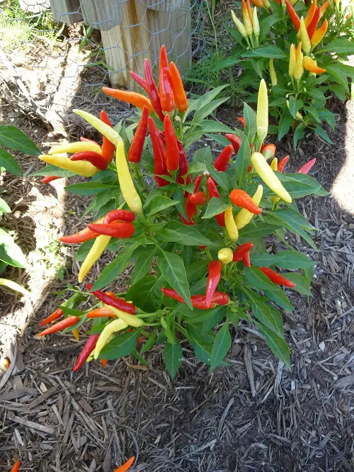 Peppers Grow Upwards