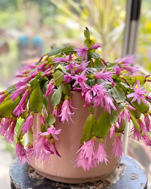 Religious Houseplants