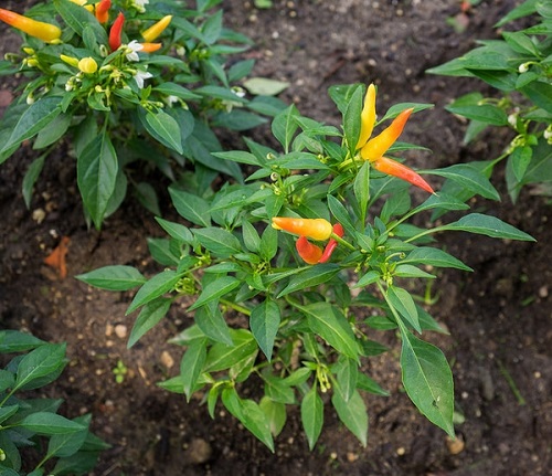 Peppers with Vertical Growth 