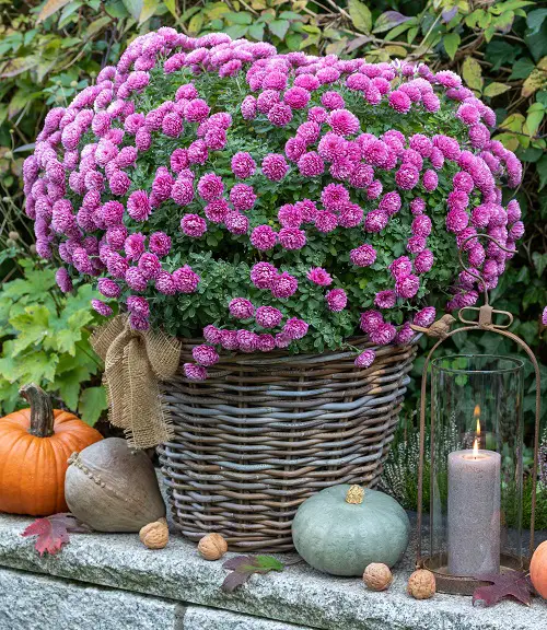 Best and Worst Child-Friendly Plants 26