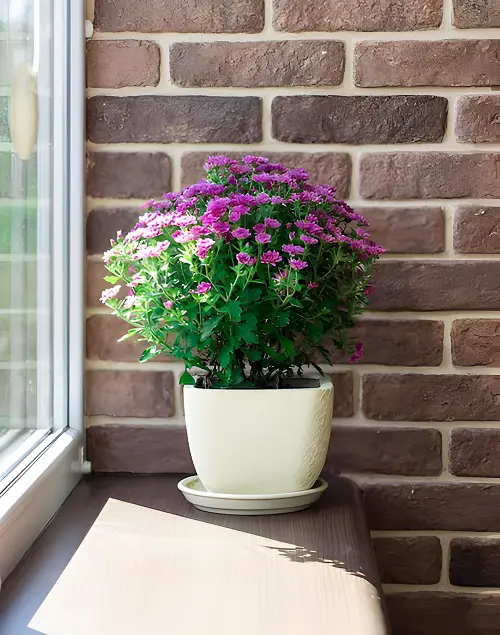 beautiful purple flower plant indoor
