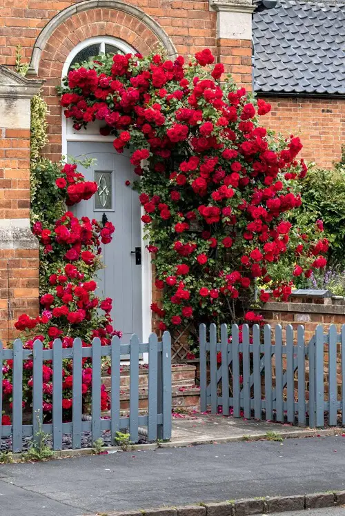 beautiful Shrubs that Climb like a Vine