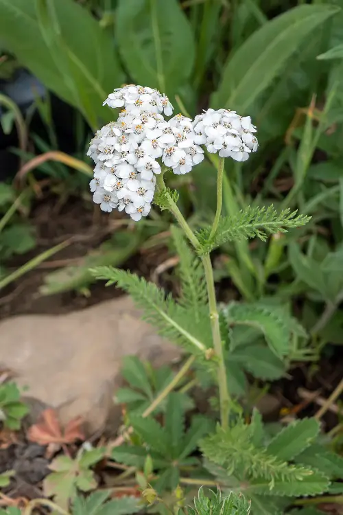 Weeds That Look Like Marigold Leaves 1