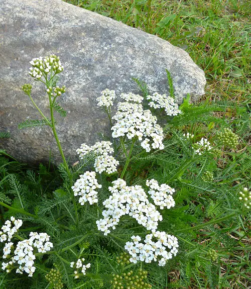 weeds that make good fertilizers 5
