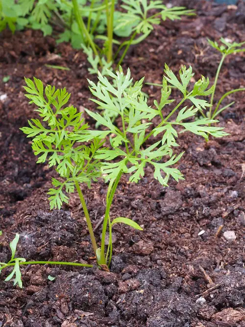Carrot Cotyledons Stages