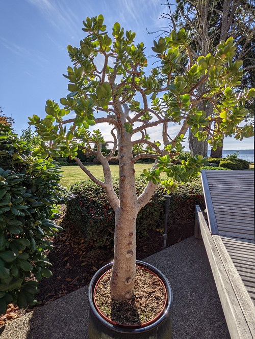 Tallest Jade Plant Varieties