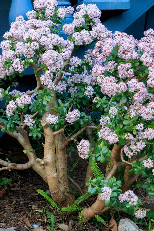 Largest Types of Jade Plants