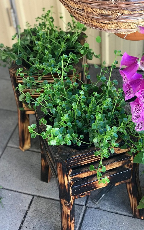 Fast-growing, bushier, and more lush indoor plants 1