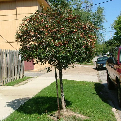 Hawthorn plant near fence