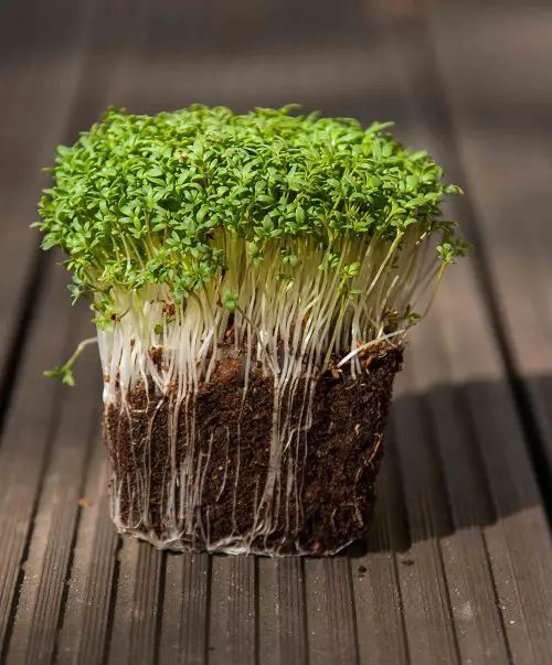 Cress Microgreens Ready for Harvest within Weeks