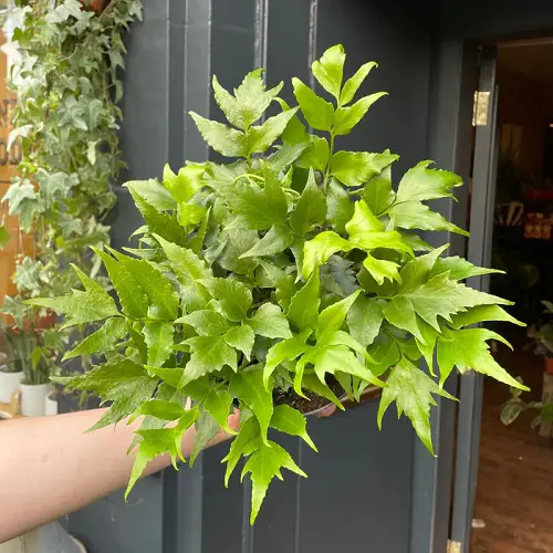 Full Sun Fern Varieties 2