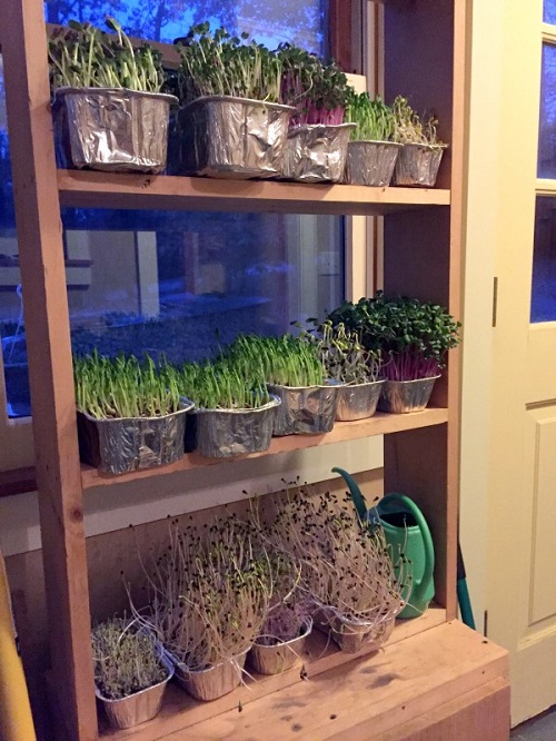 DIY Indoor Vegetable Garden