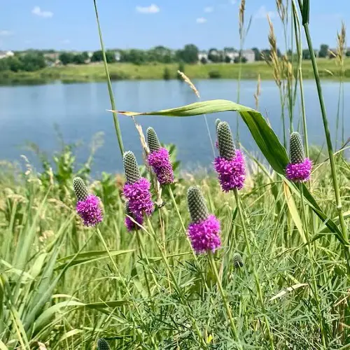 Dalea purpurea: A vibrant purple flowering plant
