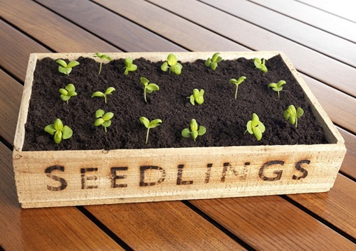 Larkspur seeds germination