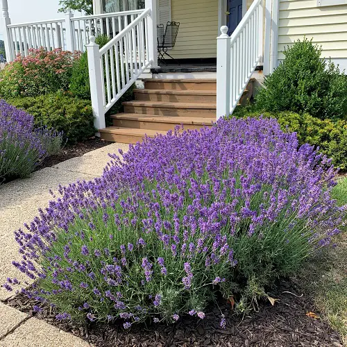 flowers that will make your house stand out 11