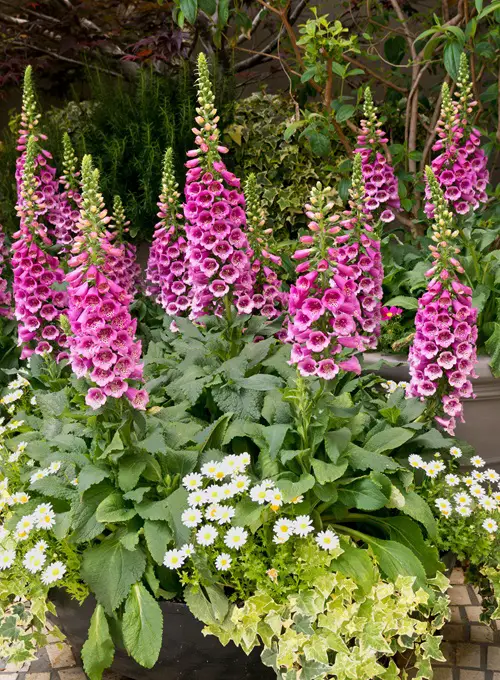 Foxglove flower plant in garden