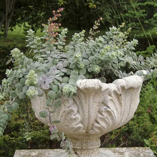 Real Plants from Harry Potter 1