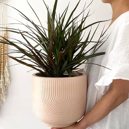 Dracaena Black Knight