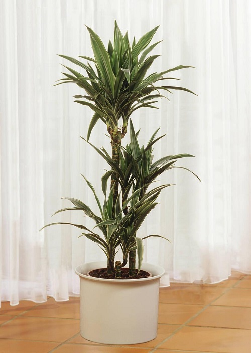 Dracaena Deremensis 'Warneckii Black'